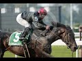 In Memory of our Beloved Racehorses