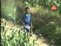 AwoTu Eyasu -Afe Yalemwoy