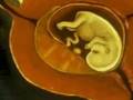 fertilization