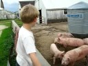 Jack and the pigs