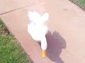 Aflac Duck on Crack Aflac Duck on Crack