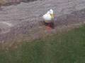 Aflac Duck on Crack