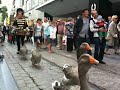 Husacia armáda z Belgicka