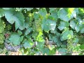 Pan of Grapes on Vine at Vineyard 2.mov