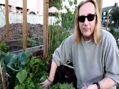 how to harvest iceberg lettuce