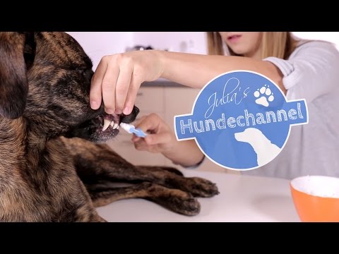 Hundezahnpasta selbst gemacht DIY ***Julias Hundechannel***