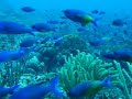 Migra��o de peixes em Bonaire...