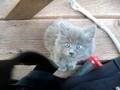 Cutie Kitty