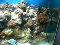 My 90 gl. Reef Tank