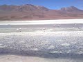 Flamingos in der Laguna Hediona, Bolivien