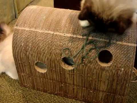 The Original Catpods™ Floppycats.com Product Review 0 The Original Catpods™ Floppycats.com Product Review
