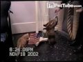 Star Spangled Groundhog - PetTube.com