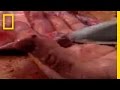 Eating Poison Fish
