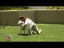 Hawaii Pet Nanny on Hawaii In Style TV with Logo Hawaii Pet Nanny on Hawaii In Style TV with Logo