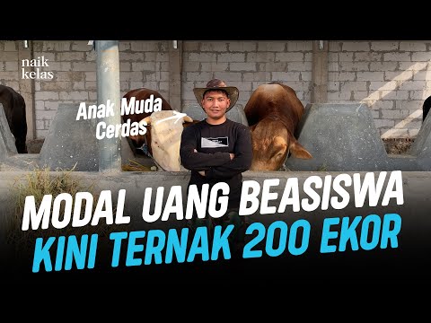 Sukses Ternak Sapi Dari 2 Jadi 200 Ekor Tanpa Ngarit di Usia 25 Tahun