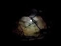 Welsh Wolves and the moon