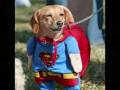 Crossing Boundaries With Animals Extereme