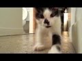Kitty Hates Paparazzi!