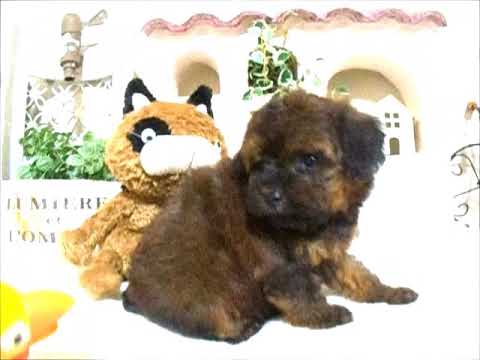 YouTube Preview Image