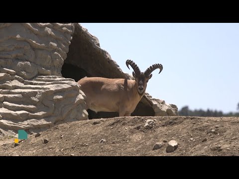 ANIMAL CONSERVATION PROJECT FROM TBILISI ZOO