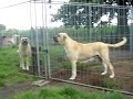 Kangaldogs.nl/ KANGALFARM DUTCH