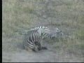 Baby Zebra Nkorho Pan 05/20/07 Baby Zebra Nkorho Pan 05/20/07