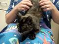 Marquette County Humane Society - Cally