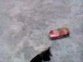 Very funny cats, <b>komik</b> kediler