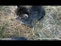 Click here to watch this video Kittens in Blue Tub Blues