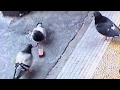 Europe Impress - Lucky pigeon 歐洲印象-幸運鴿子篇