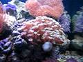 videos de 24 gallon nano cube....