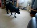 videos de tilly my staffie n rocky my mini bull pup playing and gettin along