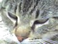 Gatti