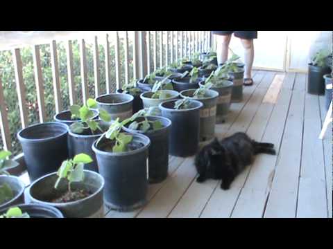 how to transplant a royal empress tree
