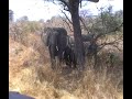 schijnaanval afrikaanse olifant