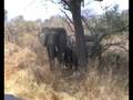 schijnaanval afrikaanse olifant