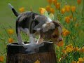 Al que empieza de nuevo (poema)