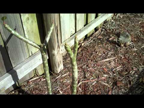 how to replant frangipani from a cutting