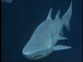 SHARKS!!!