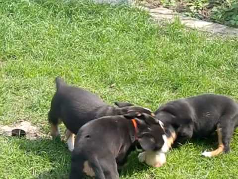 Welpenspielzeug im Härtetest!!!