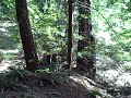 Steam Donkey Trail, El Corte Madera, Woodside, CA, USA