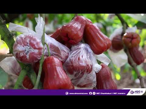 ชมพู่คลองหาด ดัน GI สำเร็จ