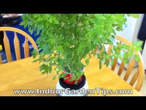 how to transplant hydroponic plants to soil