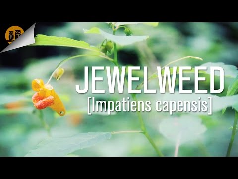 how to grow jewelweed