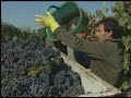 Vinicola Bartali introduction video [ENG]
