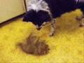 videos de whiley and bubble