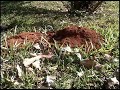 Desconstrução do Meio Ambiente pelo Trabalho dos Seres (v2) Desconstrução do Meio Ambiente pelo Trabalho dos Seres (v2)