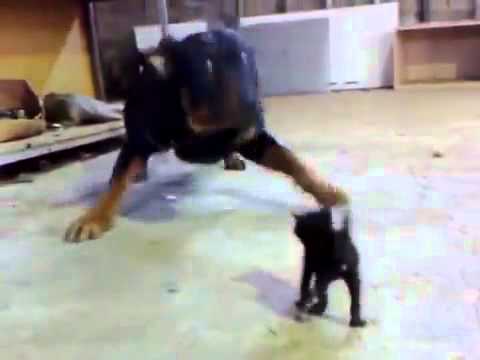rottweiler attaque