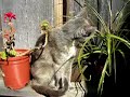 Beulah vs. the Ponytail Palm