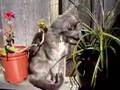 Beulah vs. the Ponytail Palm